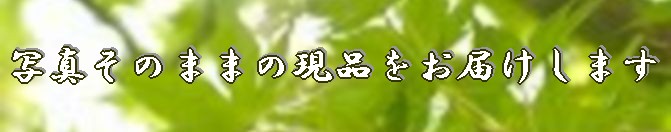 【大きな観葉植物専門店ガーデントロピカ】